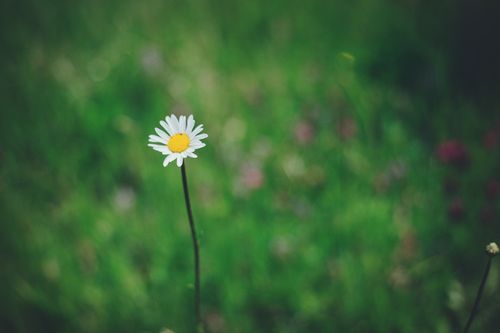 Free A solitary daisy stands tall amidst a blurred green field, showcasing nature's simple beauty. Stock Photo