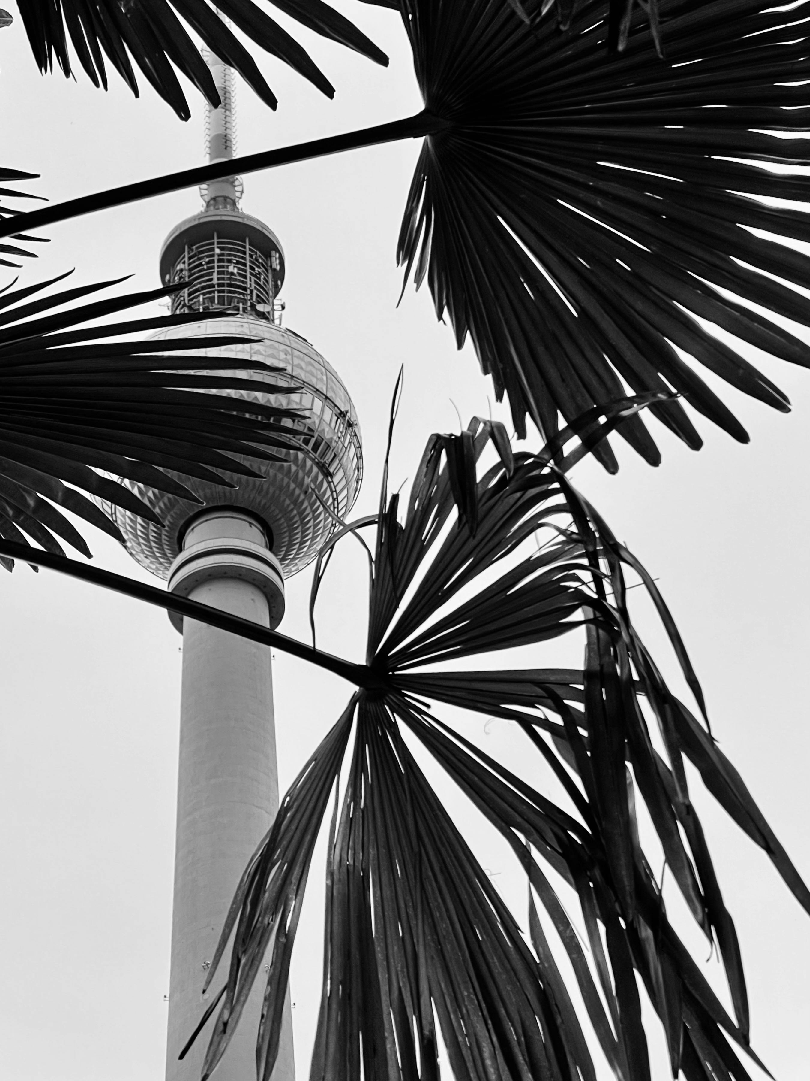 Artistic monochrome view of Berlin TV Tower obscured by palm leaves, capturing urban elegance.