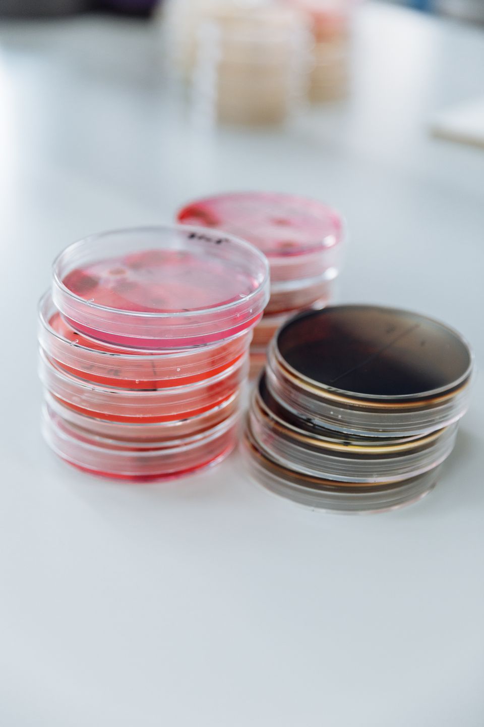 Petri dishes on a laboratory bench