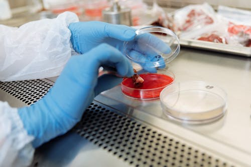 Free Blood Sample on a Petri Dish Stock Photo