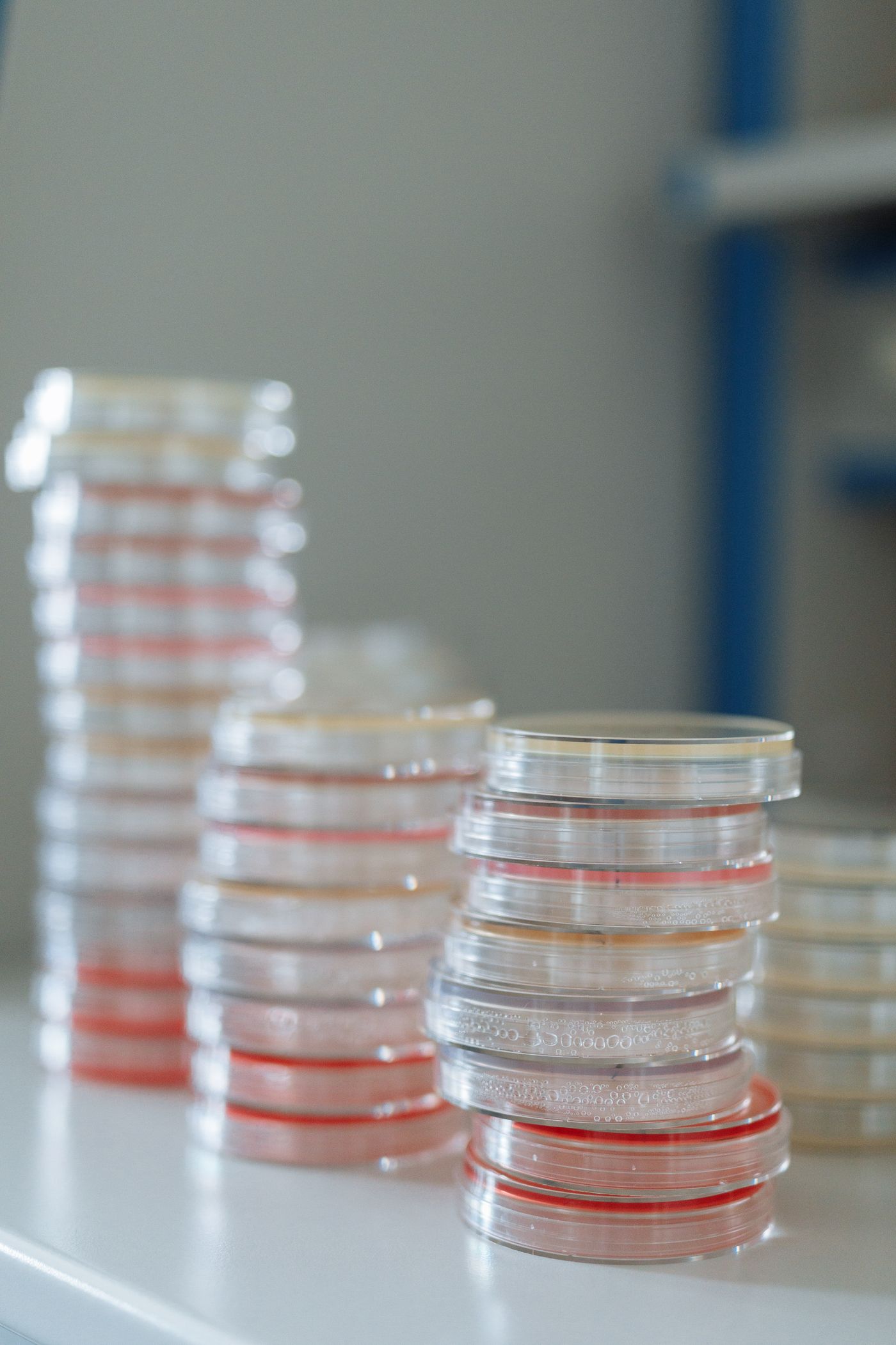 Culture plates stacked for incubation