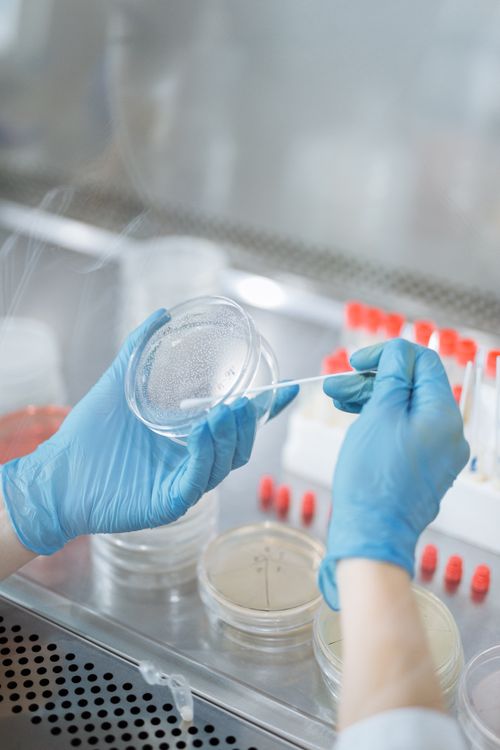 Researcher swabbing samples from petri dishes in a microbiological laboratory