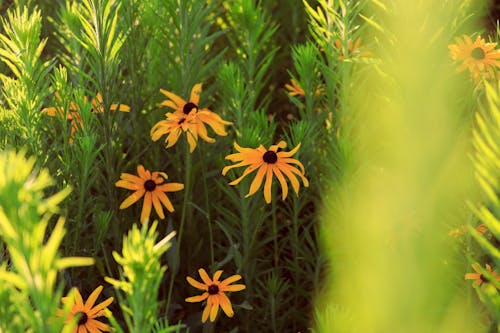 Безкоштовне стокове фото на тему «rudbeckia hirta, дика квітка, дикі квіти»