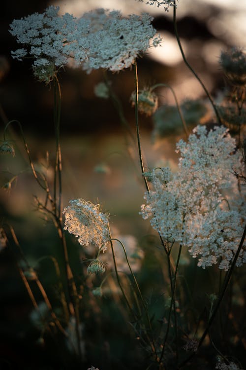 Foto stok gratis bunga liar, daucus wortel, matahari terbenam