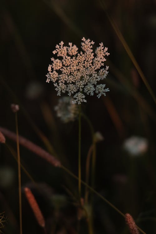 Free Blooming White Flowers in Tilt Shift Lens Stock Photo