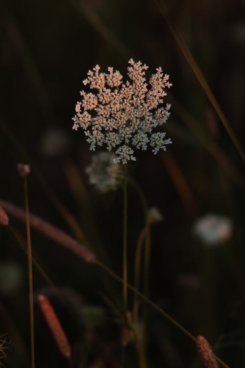 Blooming White Flowers in Tilt Shift Lens