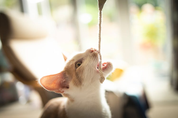 Cat Biting A Rope