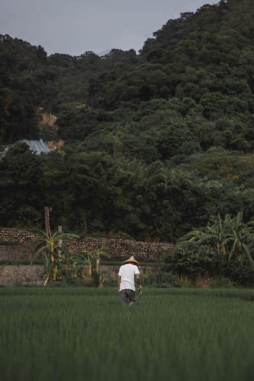 Foto stok gratis agrikultura, alam, bidang