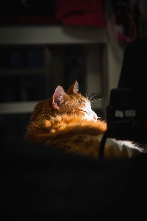An Orange Tabby Cat Sleeping 