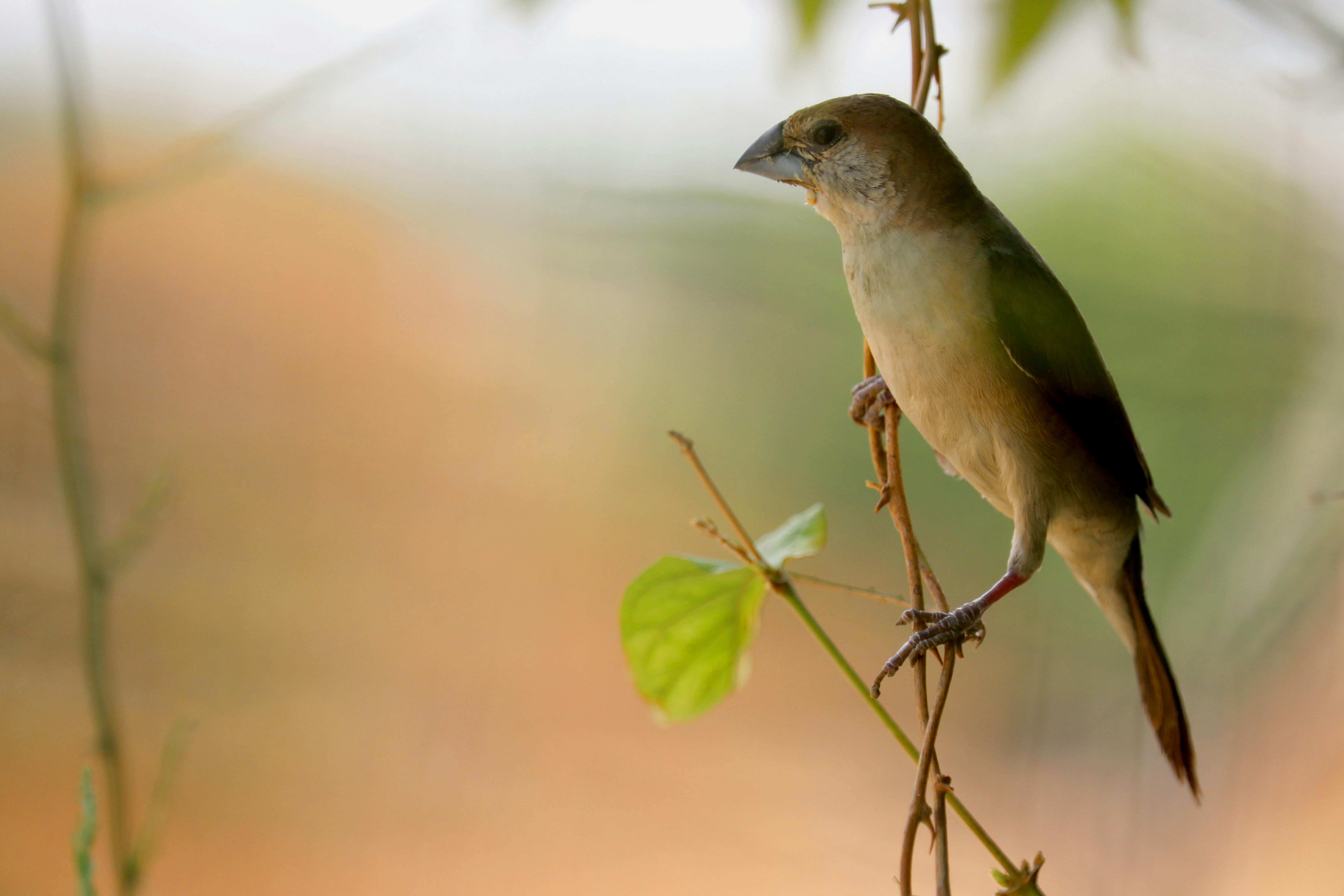 Female official standing near a sporting ring, representing women in officiating roles