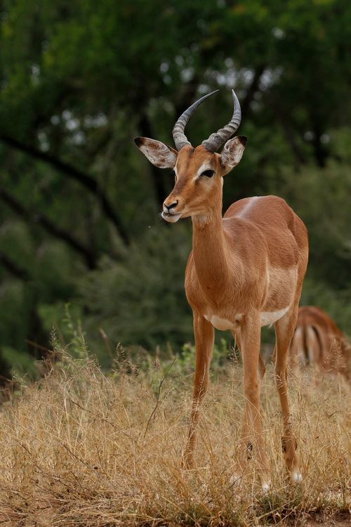 Free Close-up of an impala standing in the grasslands of Kruger National Park, South Africa. Stock Photo