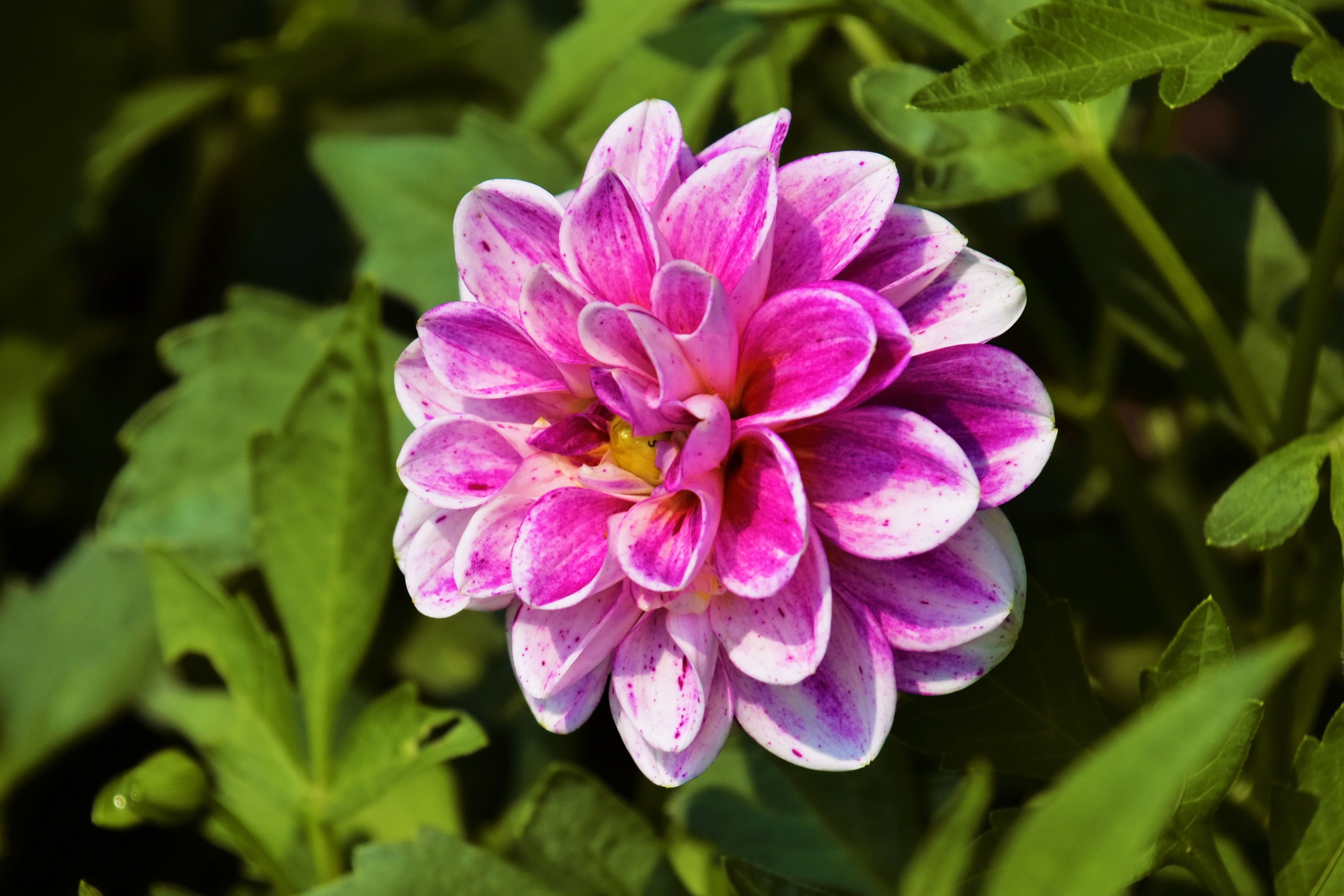 A Close-up Shot of a Blooming Flower · Free Stock Photo