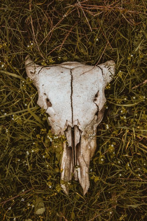 Free Close-up of a weathered animal skull nestled in lush grass with delicate wildflowers. Stock Photo