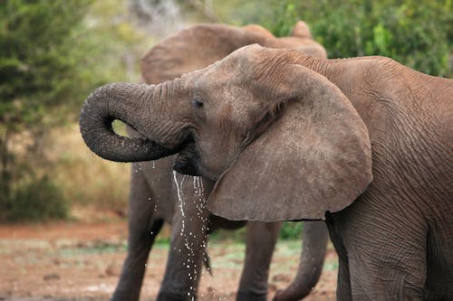 Close-Up Shot of an Elephant Drinking Water