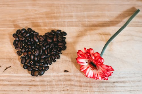 Free Photo of Red Petaled Flower Near Coffee Beans Stock Photo