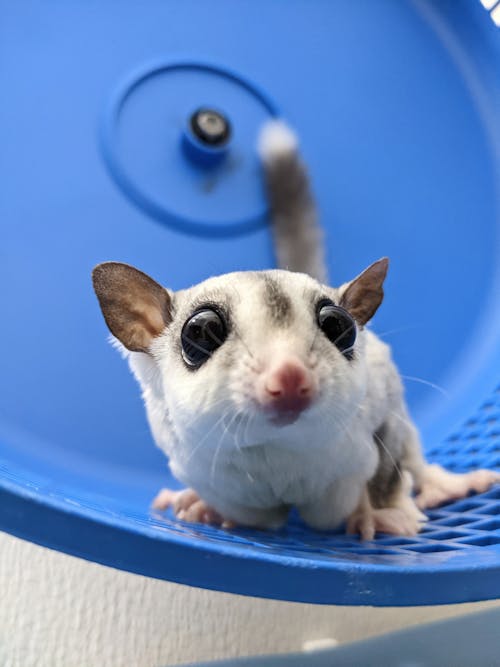 Gratis arkivbilde med bedårende, mosaikk, possum