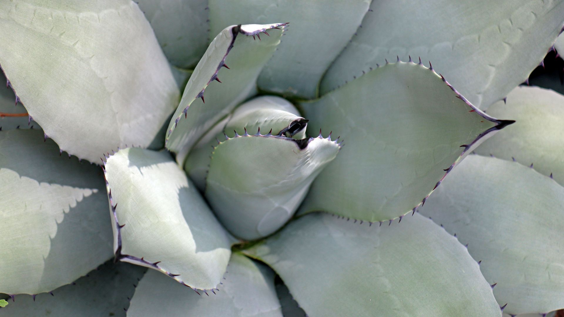 A detailed view of a spiky agave plant with sharp thorns and succulent leaves.