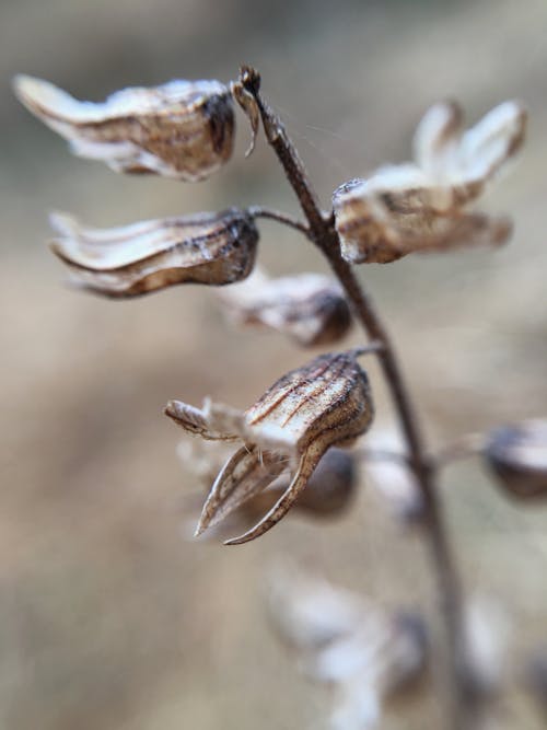 Nahaufnahme Fotografie Von Getrockneten Blumen