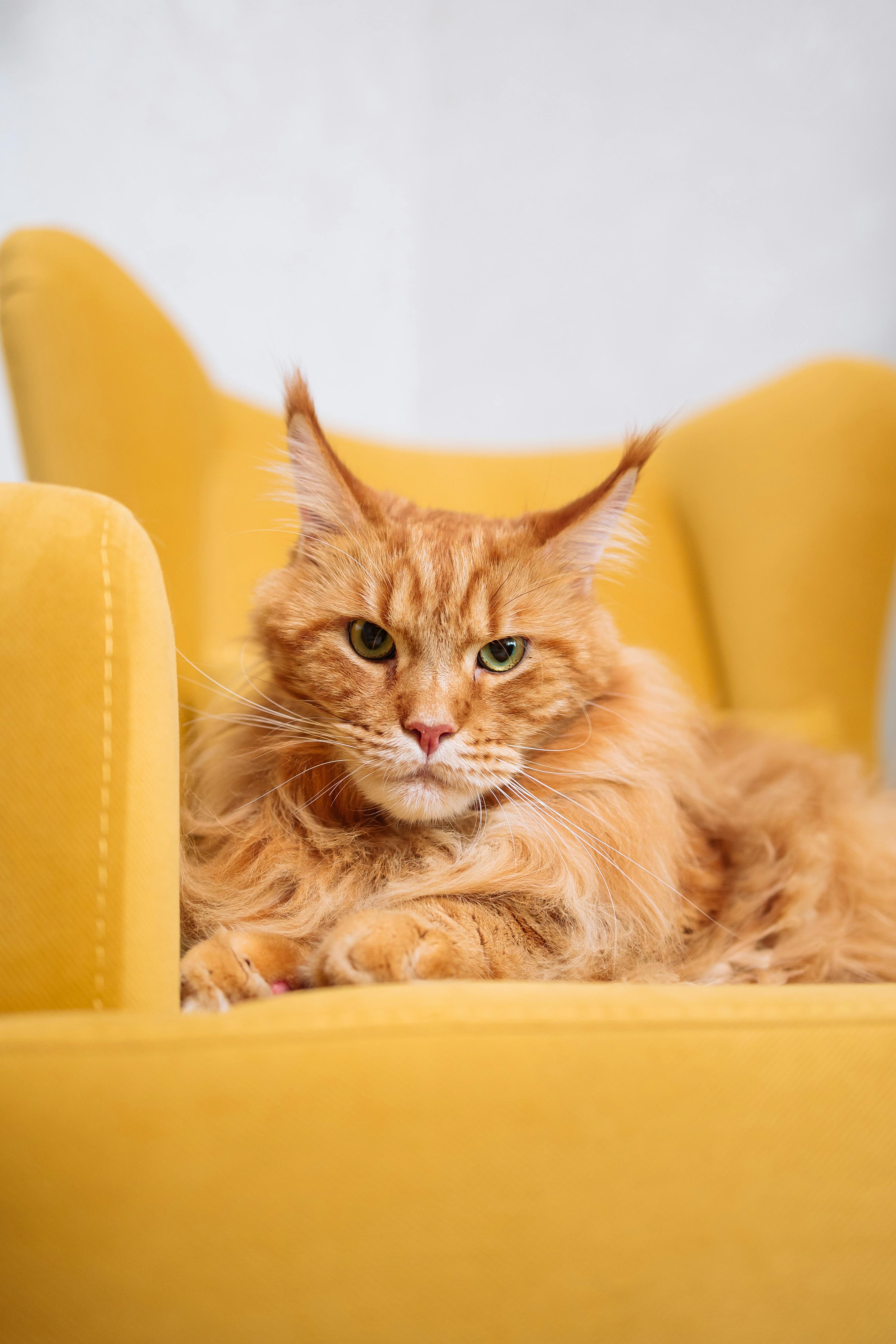 An Orange Cat Lying Lazily on a Yellow Chair · Free Stock Photo