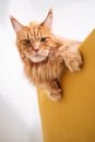 Free stock photo of animal, cat, curiosity