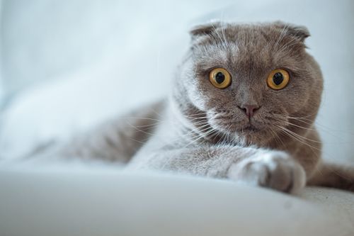 Free Adorable Scottish Fold cat with striking amber eyes looking curiously at the camera. A perfect pet portrait. Stock Photo