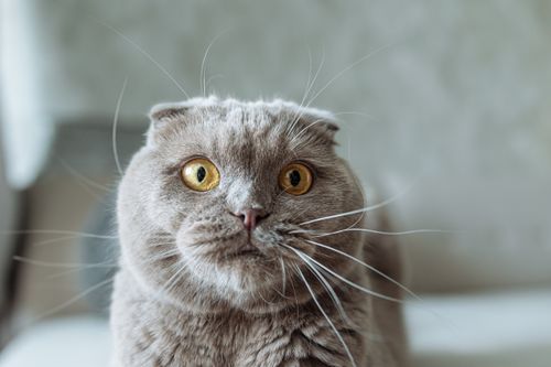 Free A cute Scottish Fold cat with striking yellow eyes and a blurred background. Perfect for pet enthusiasts. Stock Photo