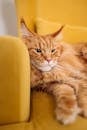 An Orange Cat Lying Lazily on a Yellow Chair