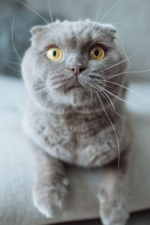 Free Close-up of a cute grey Scottish Fold cat with expressive golden eyes sitting indoors. Stock Photo