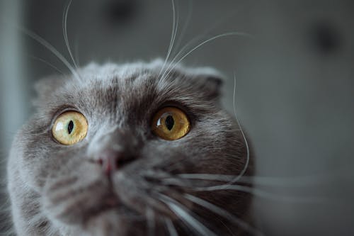 Free Close Up Shot of a Gray Cat Stock Photo