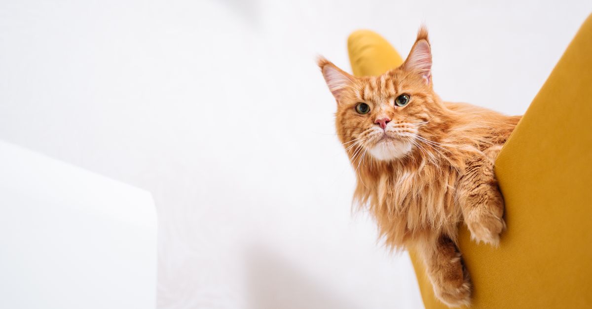 Adorável gato Maine Coon relaxando em uma cadeira amarela moderna dentro de casa.