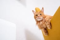 Orange Cat on a Yellow Chair