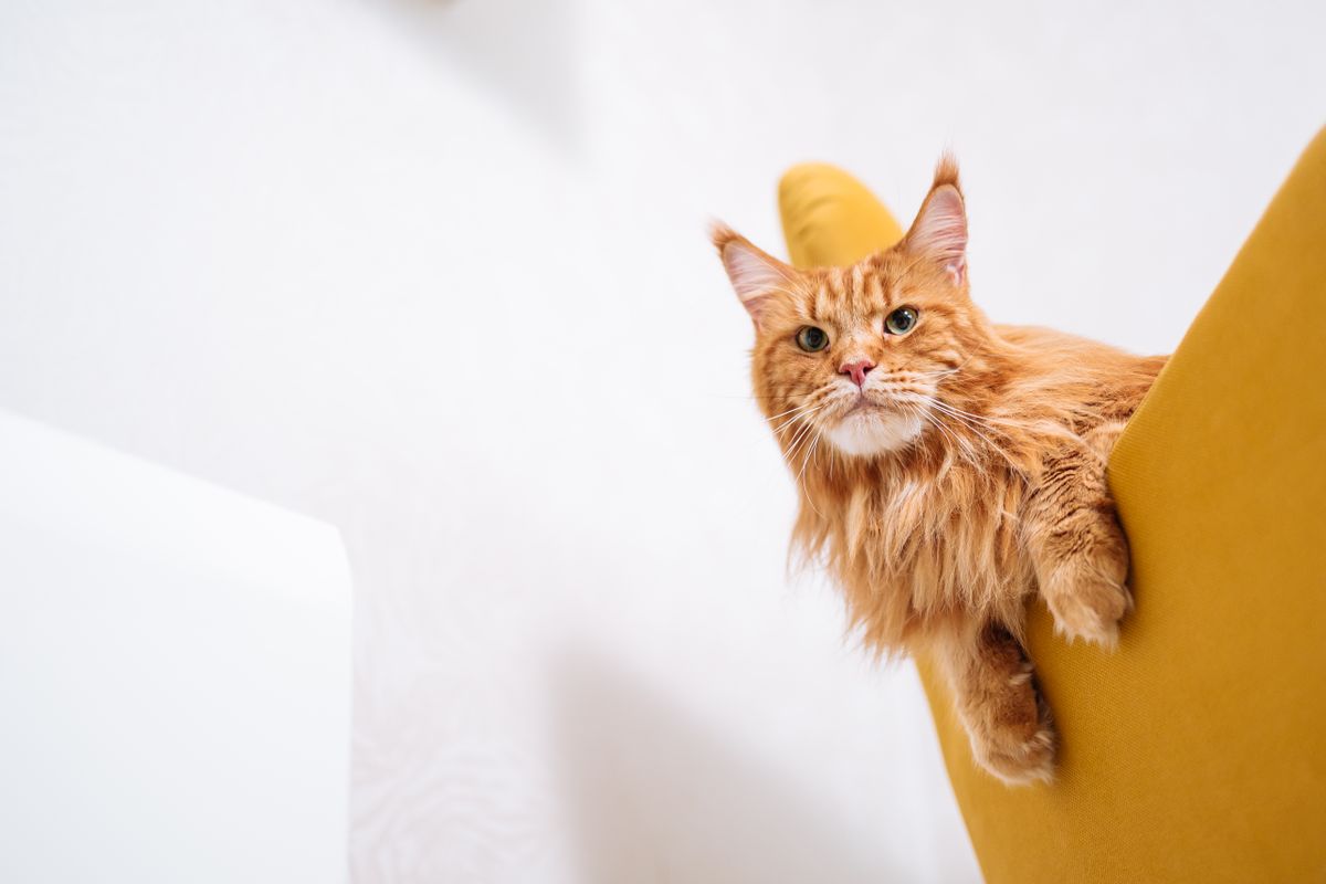 Maine Coon roux : caractère et particularités - Particularités et faits insolites sur le Maine Coon roux