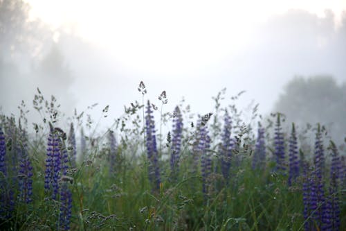 Ingyenes stockfotó csillagfürt, lila, lupinus polyphyllus témában