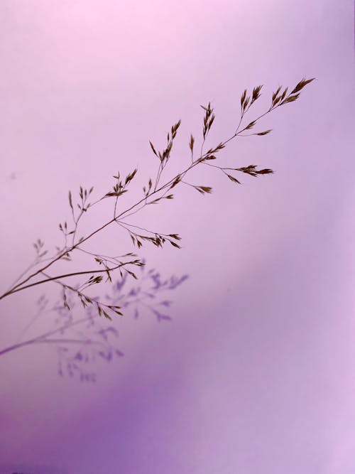 Free Grass Flower on Violet Background Stock Photo