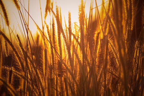 Základová fotografie zdarma na téma farma, hřiště, orná půda