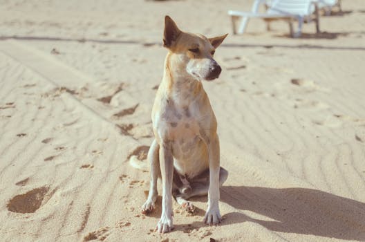 Cute dog sitting on sandy Praia de Cumbuco under the warm sun, showcasing beach vibes.