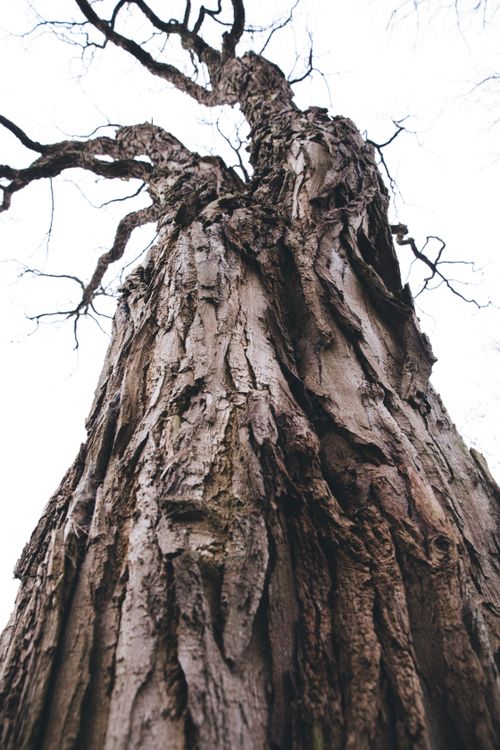 Free stock photo of dead tree, tree bark, wood Stock Photo