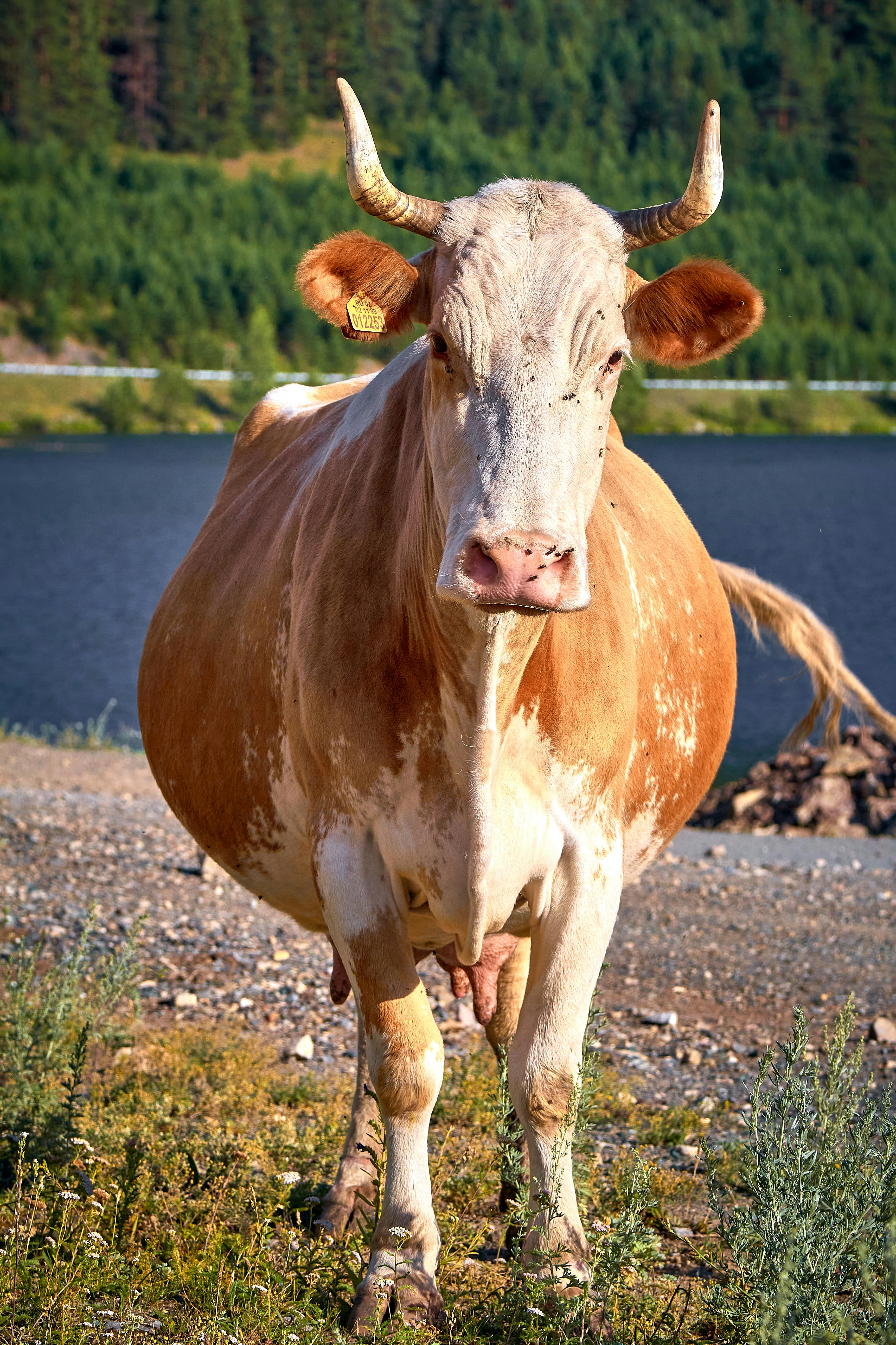 grátis Foto profissional grátis de agricultura, água, animal doméstico Foto profissional