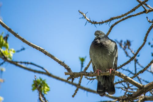 Bird Sitting on Branch