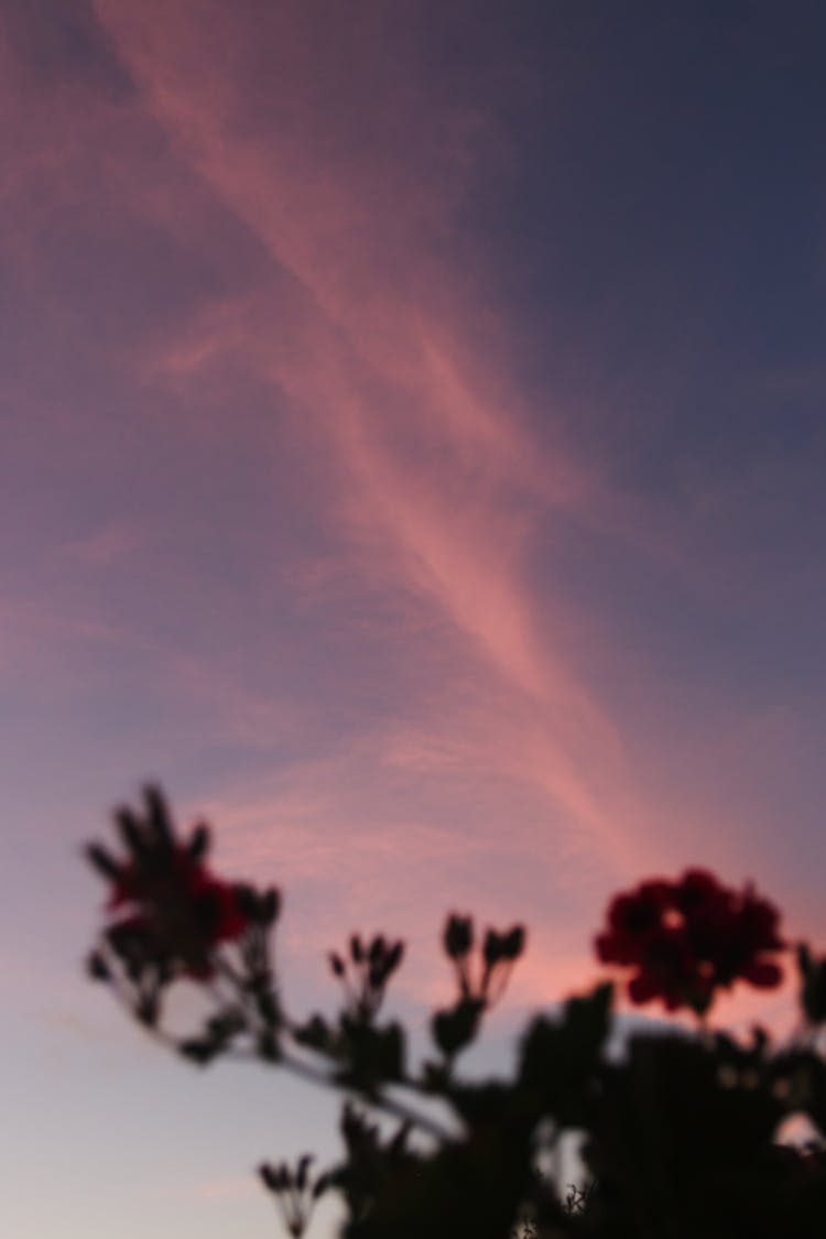 Silhouette Of Flower Plant Under The Pink And Purple Sky 