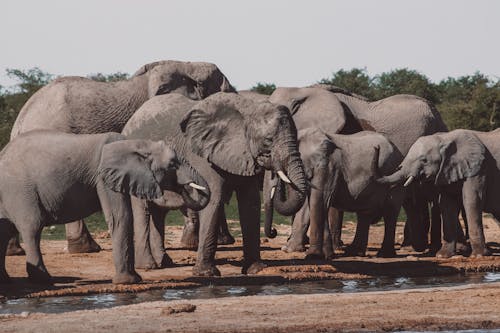 Free Herd of Elephants Standing on a Ground Stock Photo