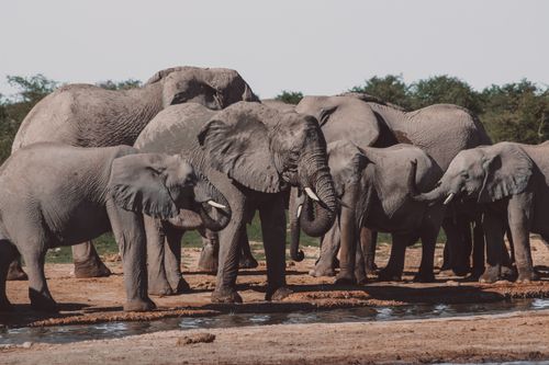 Free A herd of African elephants at a waterhole in Namibia's wilderness. Stock Photo