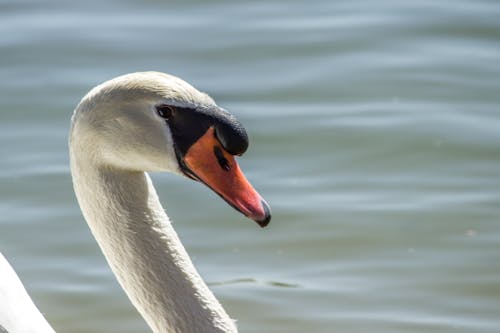 Cisne Blanco