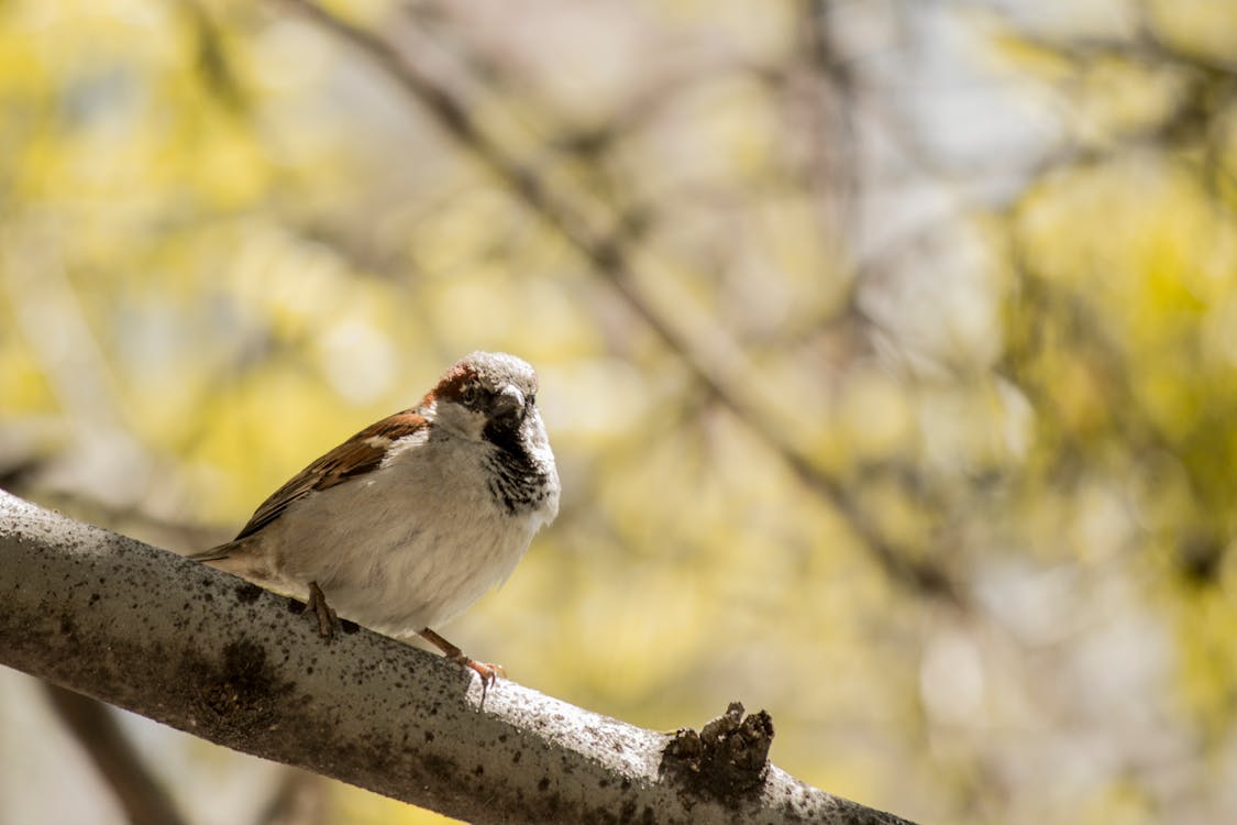 Ücretsiz Kahverengi Ve Beyaz Kuş Stok Fotoğraflar