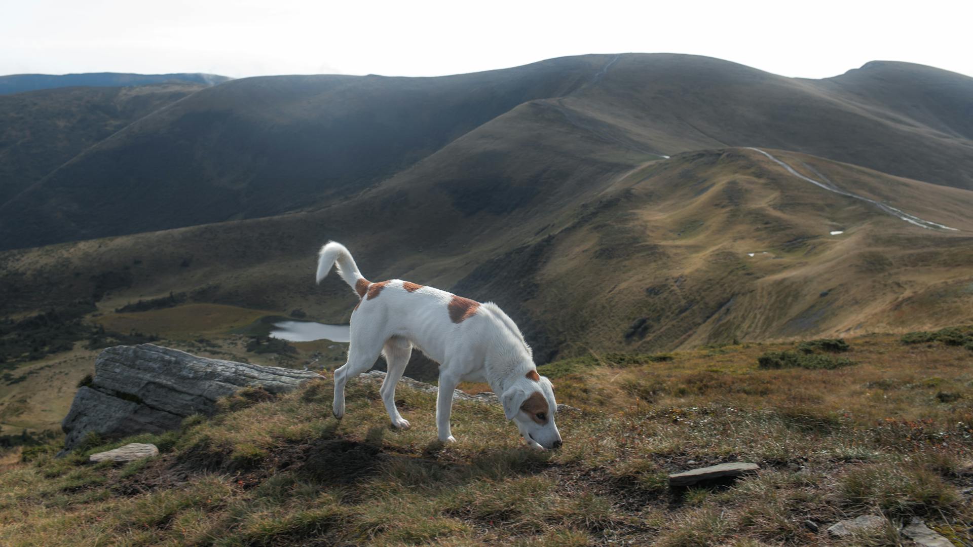 A Dog Walking on the Mountain