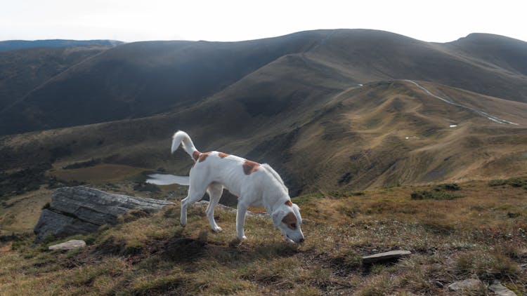 A Dog Walking On The Mountain