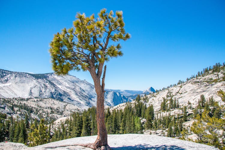 Lone Tree In Mountains