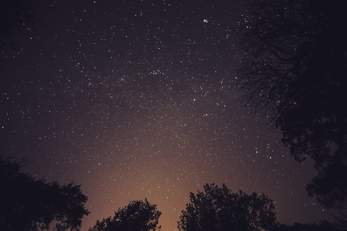Free Worm's Eye View Photography of Stars over Trees during Nighttime Stock Photo