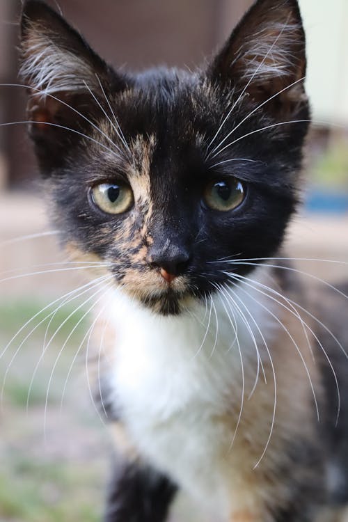 Free Close-Up Shot of a Calico Kitten Stock Photo
