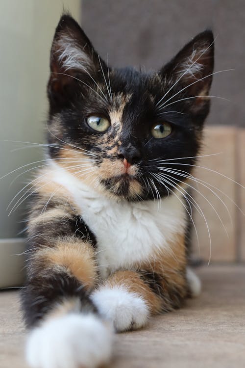 A Calico Kitten 